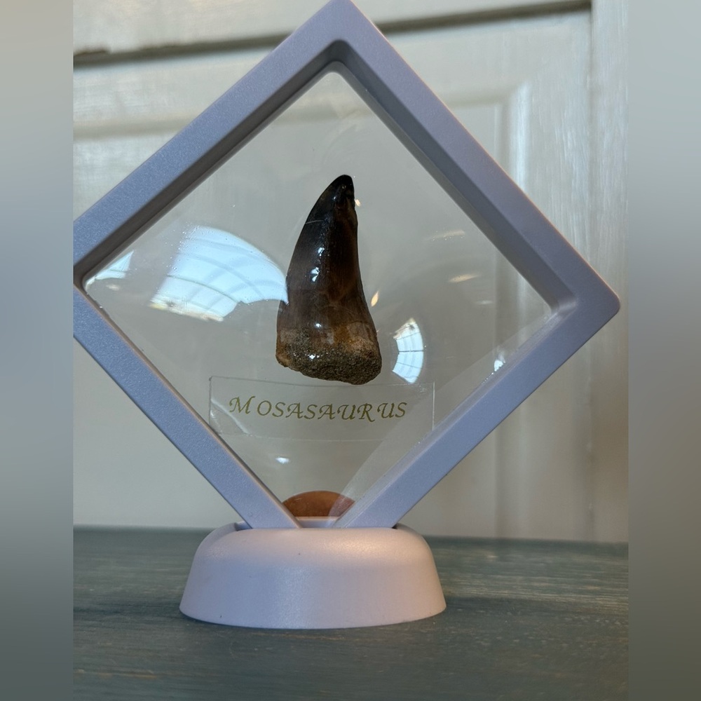 Mosasaurus Fossilized Tooth Display - Picture 3 of 3